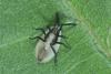 Catoplatus carthusianus